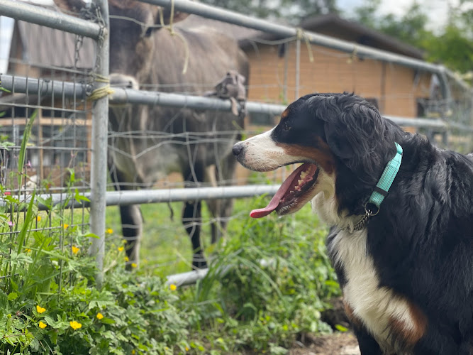 Freedom Country Dog Training