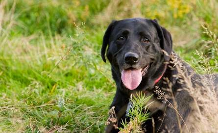 Joyful Hound