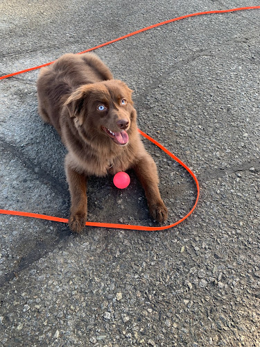 Devoted Dog Certified Professional Dog Training, Surrey, BC