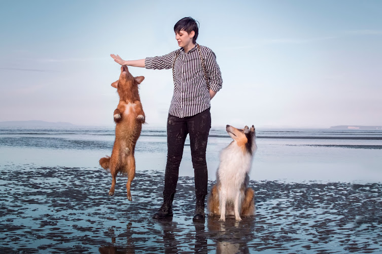 Focus Dog Training
