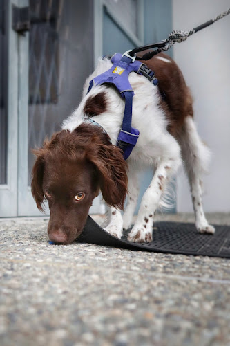 Westcoast Sport Dogs