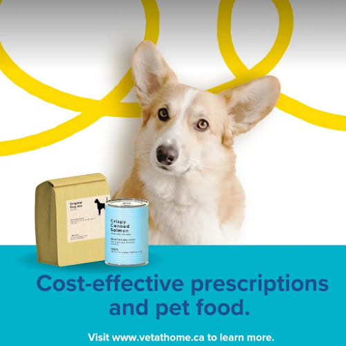 Veterinary Home Care Services