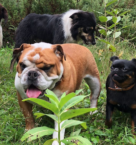 Lucky Dogs Daycare
