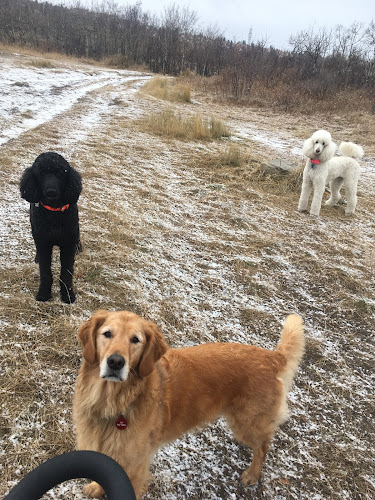 Saskatoon dog walk