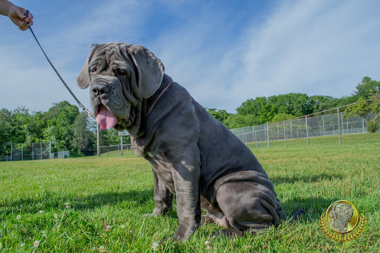 Neapolitan Mastiff Breeder Titani Del Nord