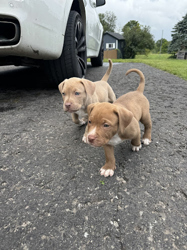Royal Apollo kennels