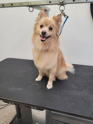 Sitting Pretty Pet Spa