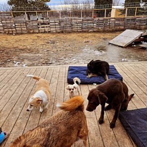 Amber’s All Breed Grooming and boarding