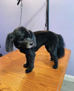 Oakwood Spa for Paws