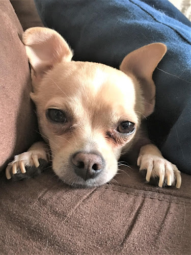 Len’s Home & Pet Care