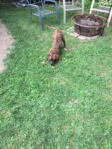 Pets Without Border