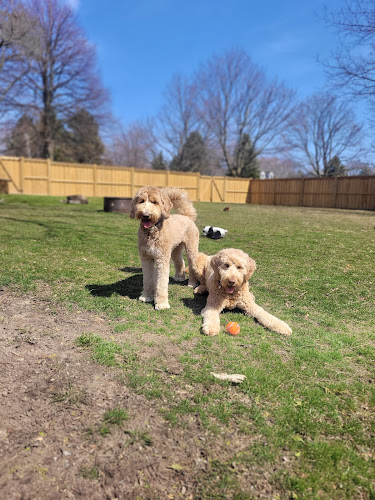 Beau’s Pet Services