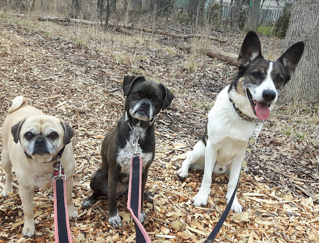 Daily Dog Duties