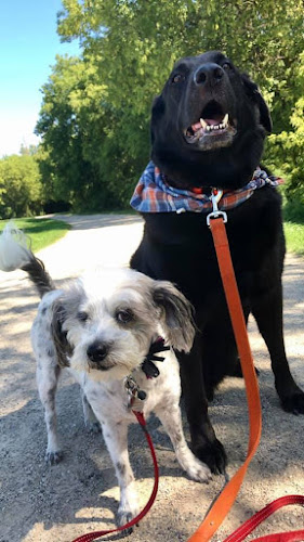 Local Pet Sitters