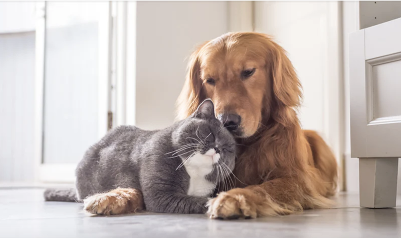 Home & Pet Sitters