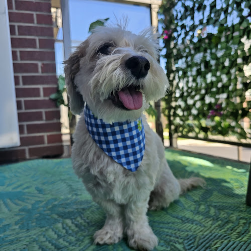 Zoeys Gone Bandanas