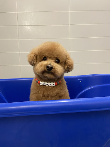 MY LITTLE GROOMER – Small Dog Grooming