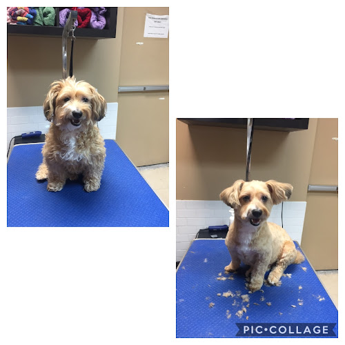 PetValu Grooming Salon