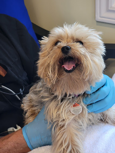 DTCS Dog Teeth Cleaning Service