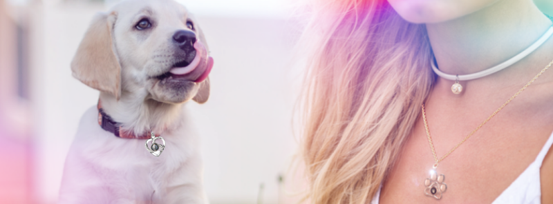 PetWithMe