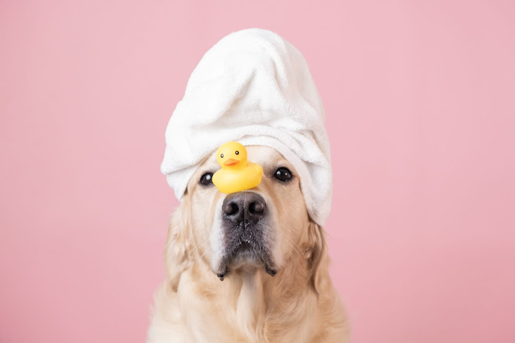 Paw Chiens