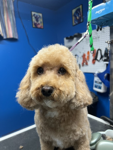 Alli’s Paws Pet Grooming