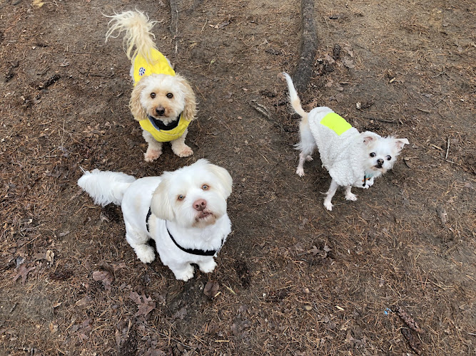 little friends dog walking