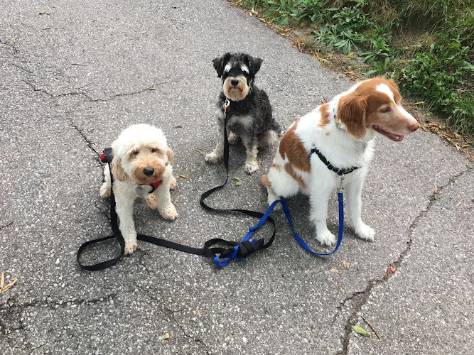 Hounds Around Town – Toronto Dog Walking Company