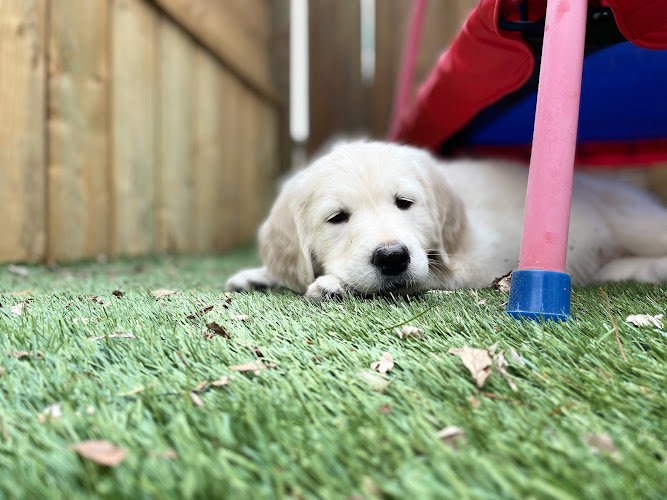 The Loving Leash Co.