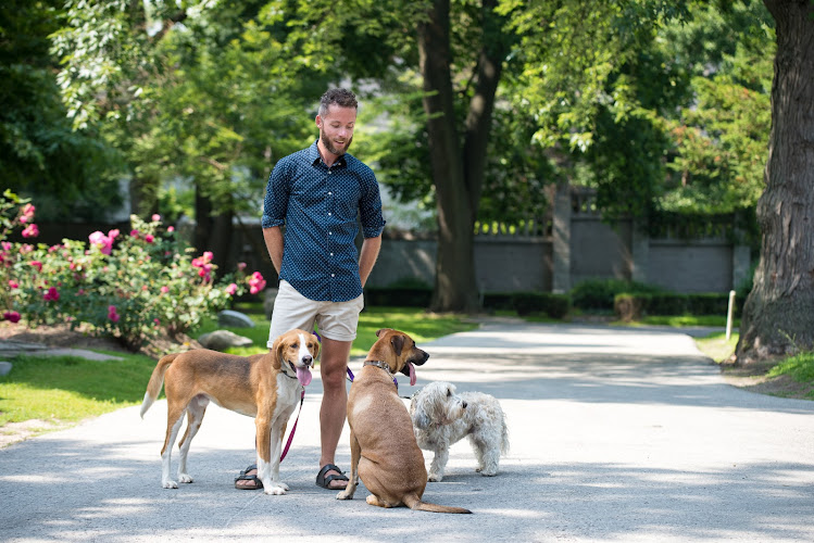 Joe the dog walker