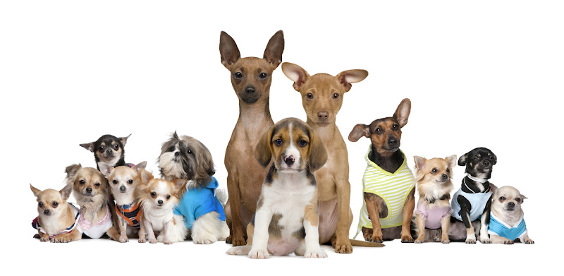 Glory Puppy Pet Boutique