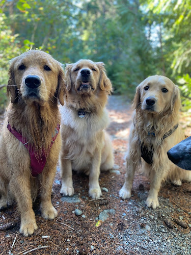 Biscuit’s Petcare Whistler