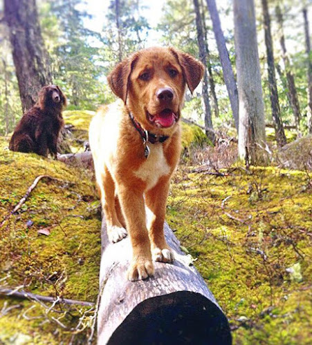 Whistler Dog Walkers