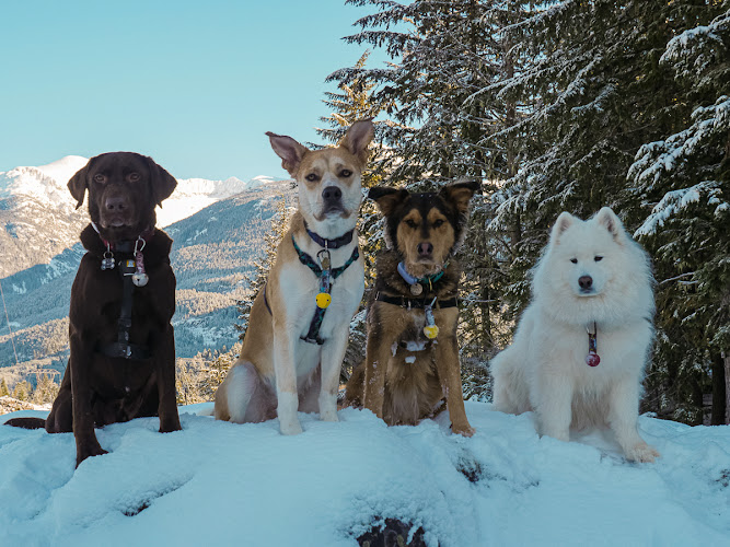 Zen Dogs Whistler