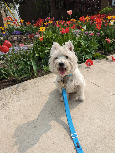 Paw Patrol Dog Walking and Pet Services