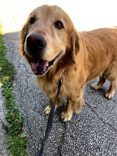 Barks & Path | Hamilton/Upper Stoney Creek Dog Walking