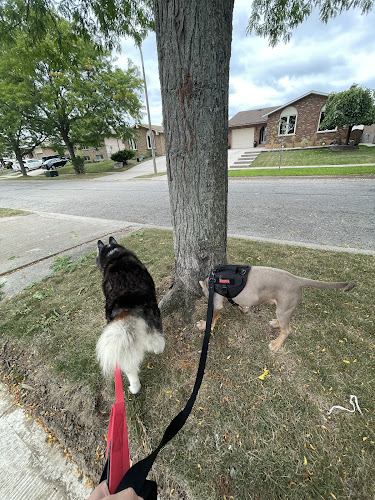 Nats dog walking services