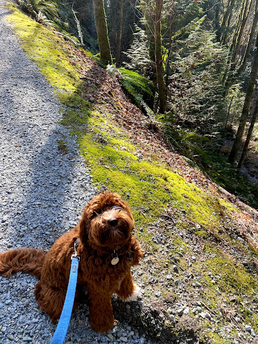 All Paws Deserve Adventure