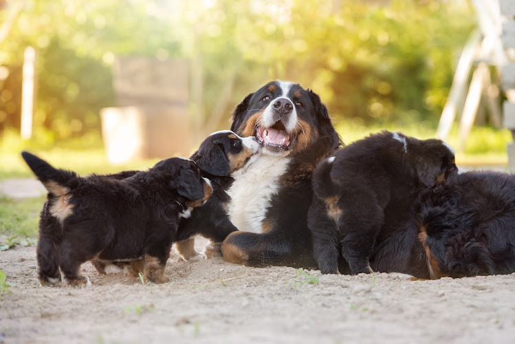 B&B Berners
