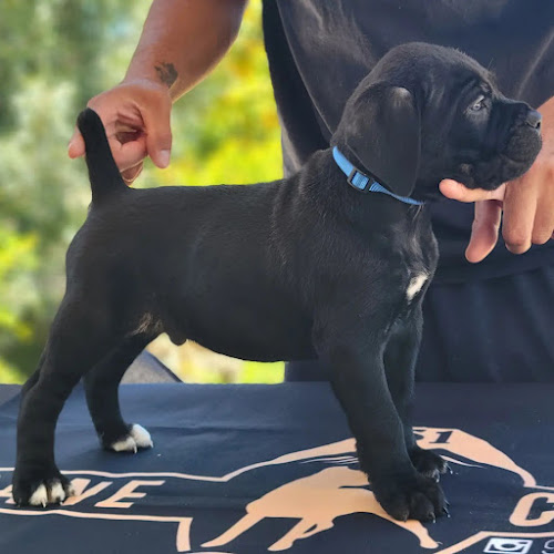 Ready Cane Mastiffs