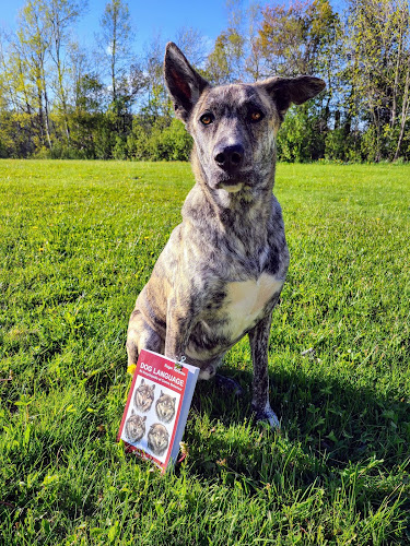 The Missing Link Dog Training