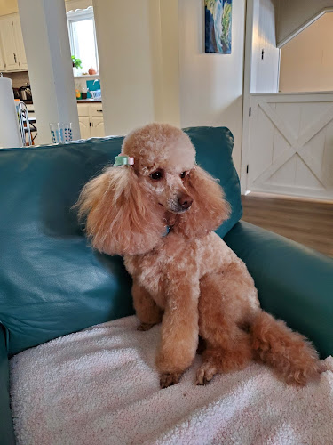 CuttingEdge Pet Services