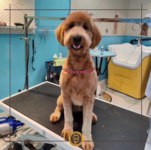 C&D Pet Studio St. Catharines