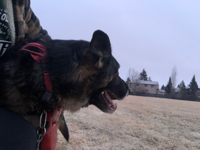 Best Paws and Promenades