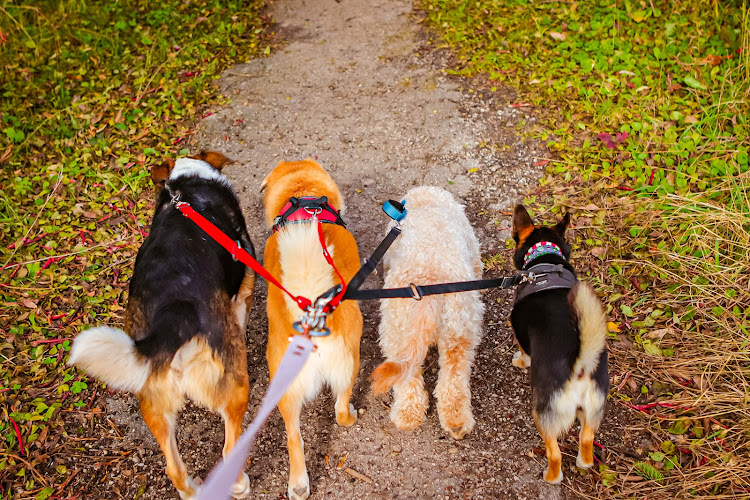 The Traveling Canine – Dog walking and Pet care service