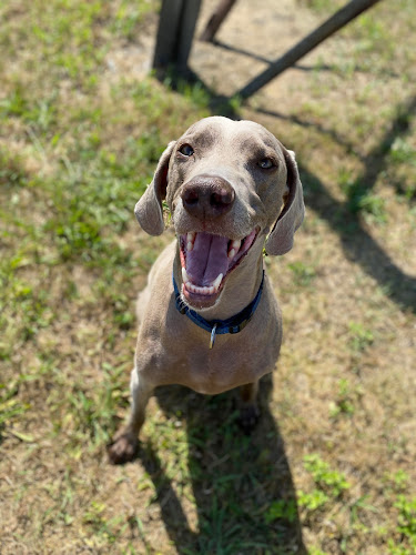 Daniel and Dogs | Etobicoke Dog Walking