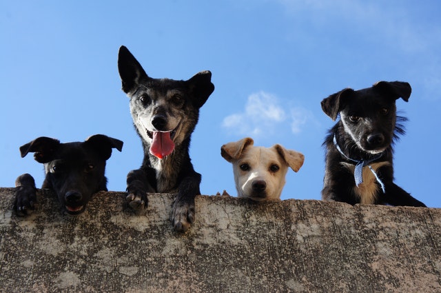 Markham Dog Walkers