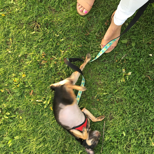 Beaches Dog Walker