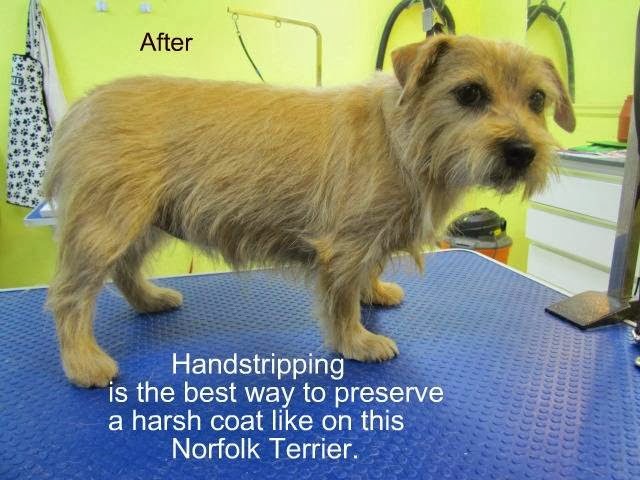 DogGone Beautiful