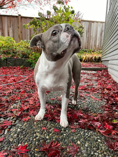 Beach Run | Professional Dog Care Centre
